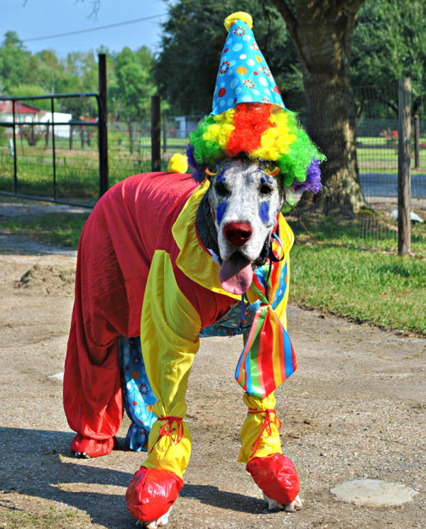 clowndog 1